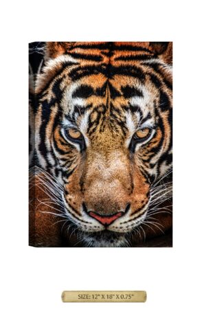 Tiger on the Prowl Wild Animal Wall Art.