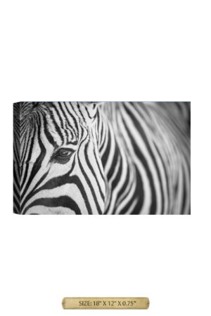 Zebra Up Close Wild Animal Wall Art.